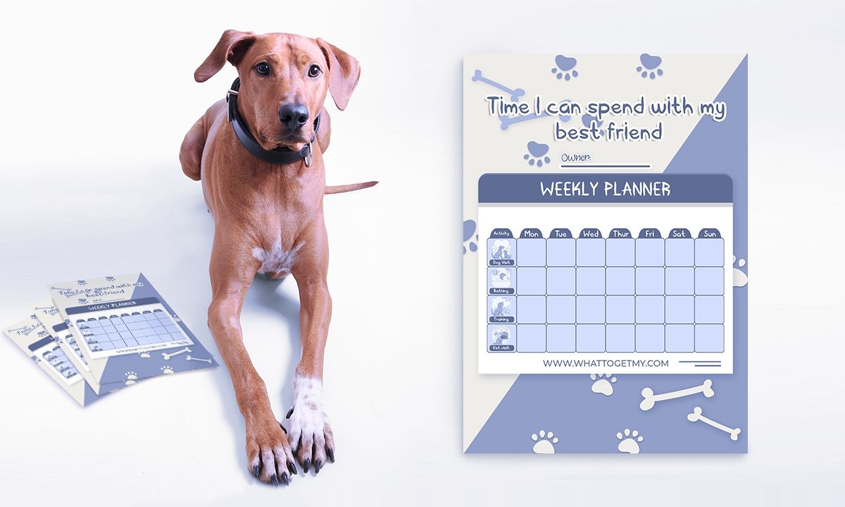 Download This Free Printable&nbsp;Weekly Planner Card