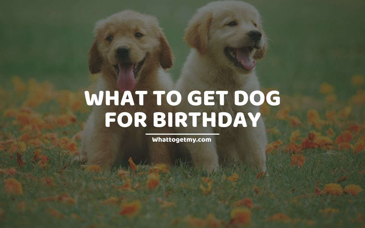 WHAT TO GET DOG FOR BIRTHDAY