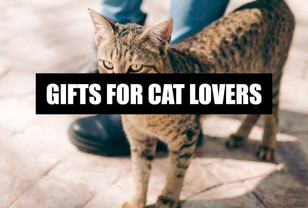 BEST GIFTS TO TARGET FOR CAT LOVERS What to get my