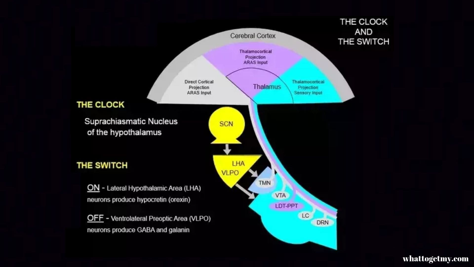 The Brain Stem Tells the Hypothalamus When to Sleep and Wake Up