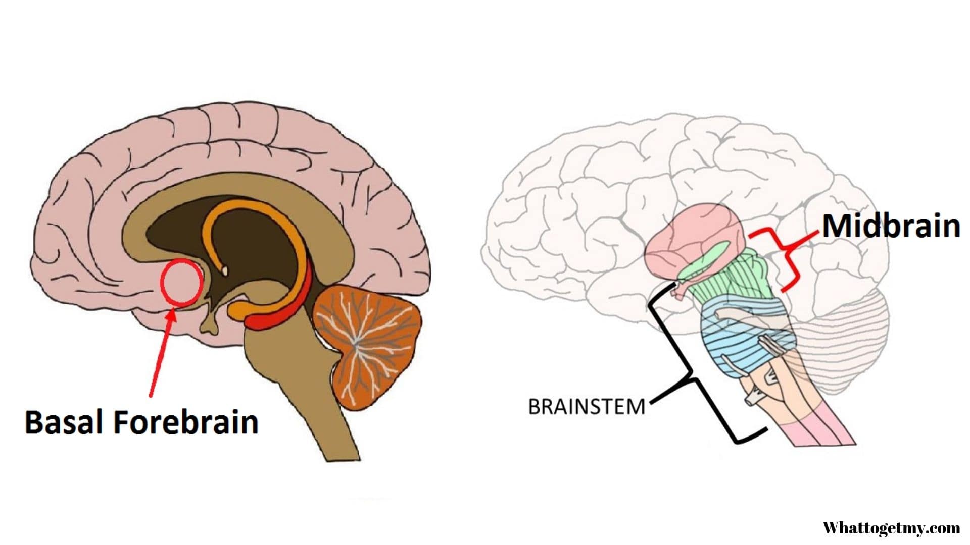 The basal forebrain and the midbrain drive your sleep