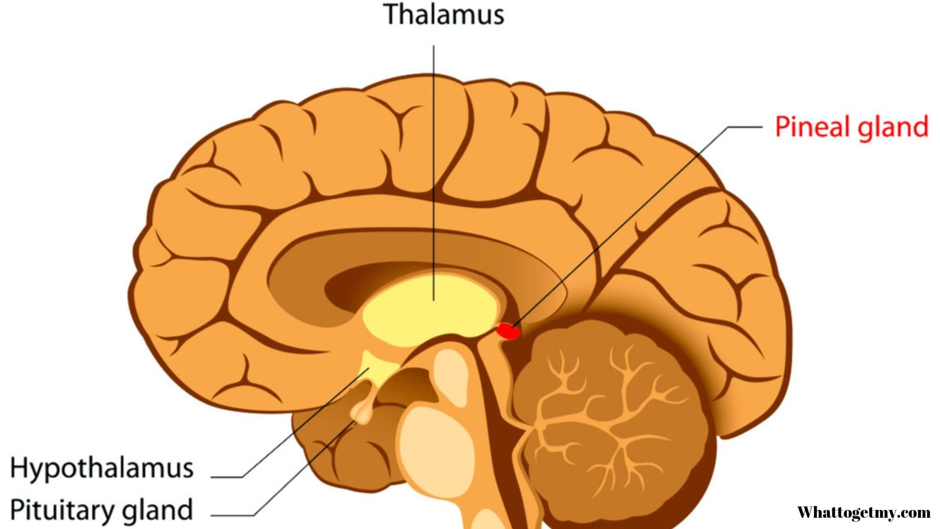 The pineal gland produces sleep hormones