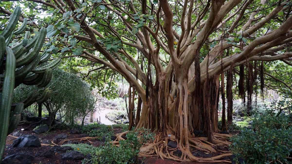 A botanical garden