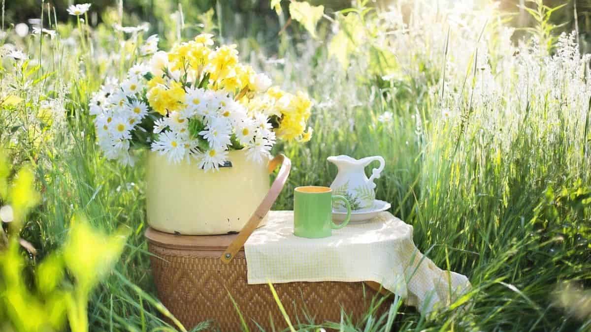 Picnic at the Park