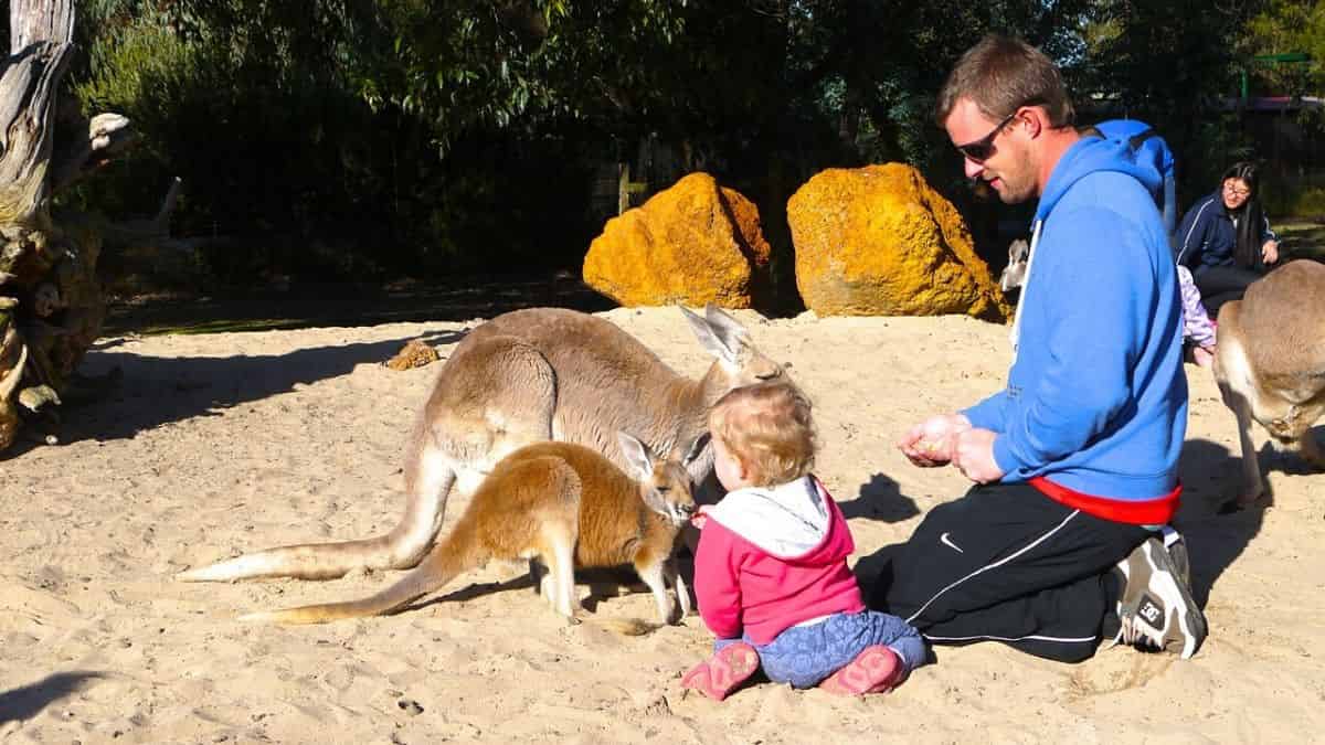 Visit to A Petting Zoo with child