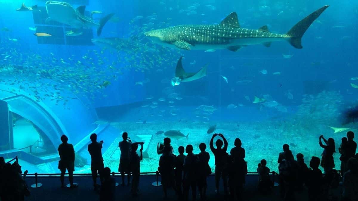 visit to an Aquarium with child