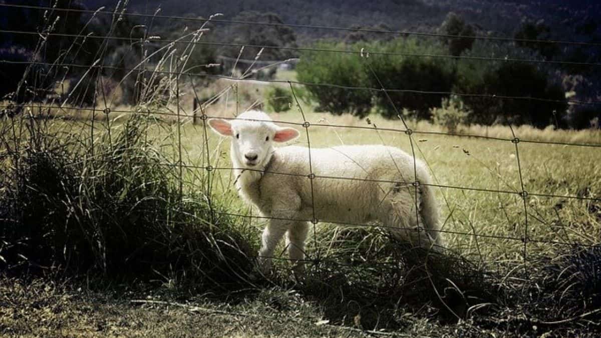 Visit a Farm play outdoors 10 year