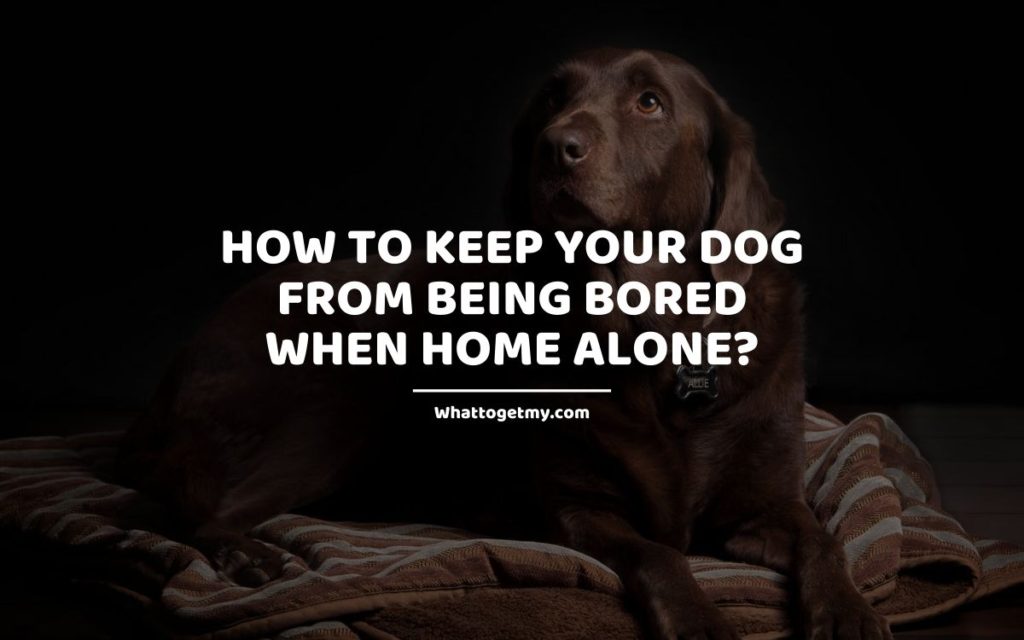 How to Keep Your Dog from Being Bored When Home Alone