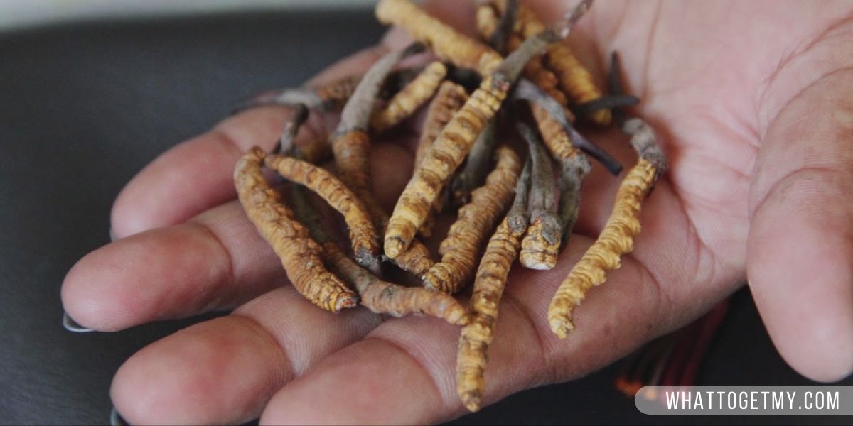 Cordyceps (Alternative For Caffeine) 