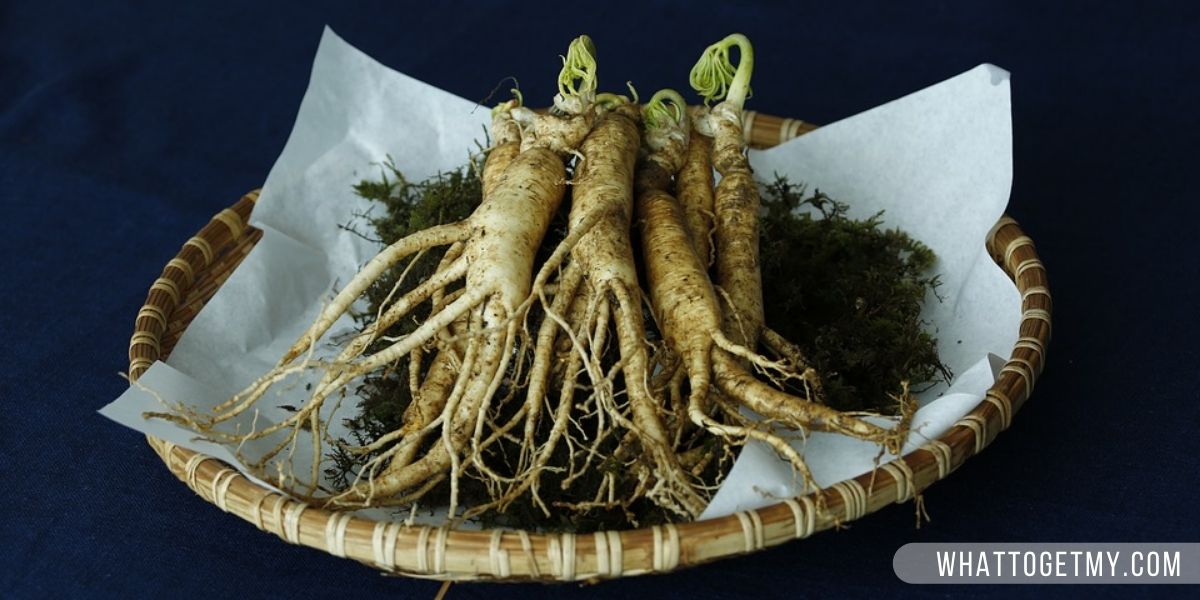 Ginseng