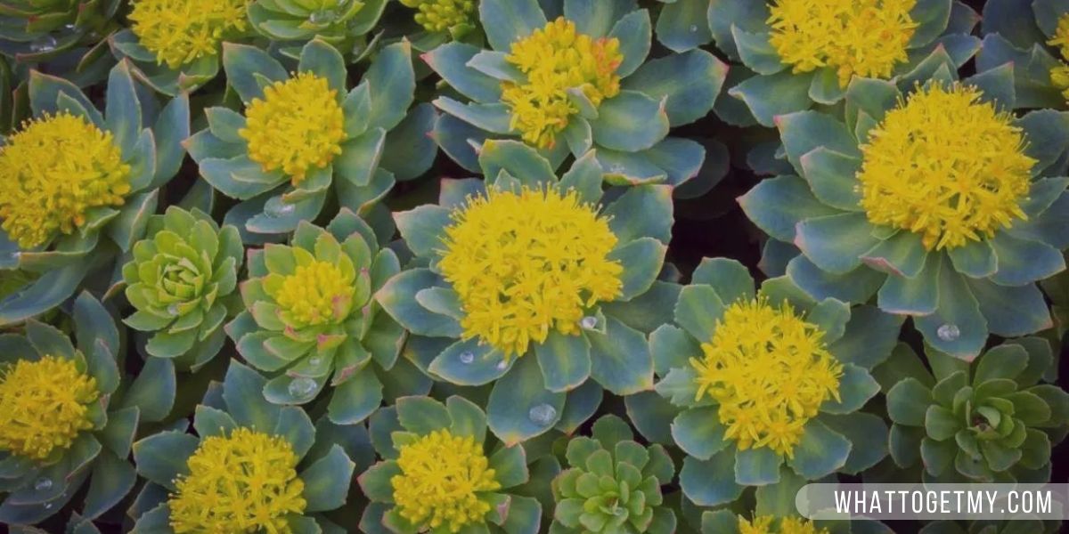 Rhodiola (Substitute For Caffeine) 