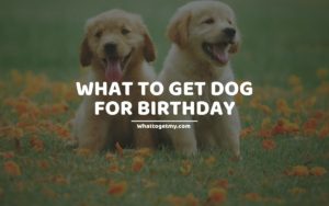 WHAT TO GET DOG FOR BIRTHDAY